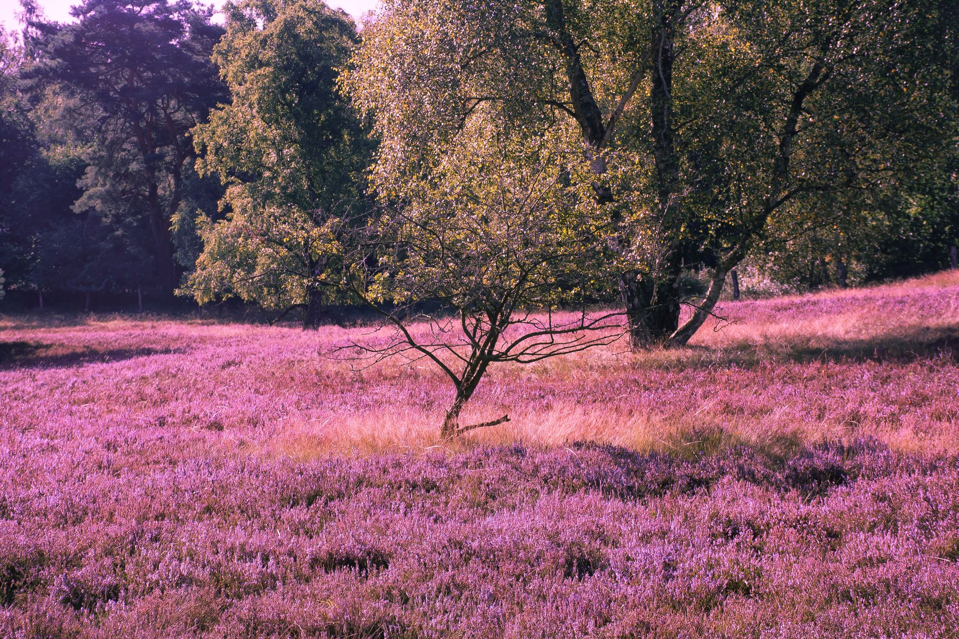 Bluhende Heide Am Lonsgrab Firstclassfoto